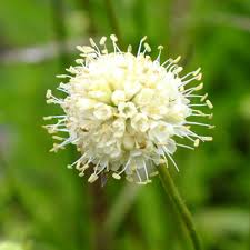 Attēlu rezultāti vaicājumam “Succisa pratensis bud”