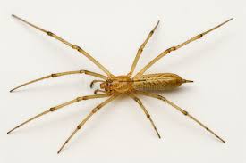 Attēlu rezultāti vaicājumam “Tibellus oblongus”