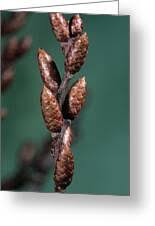 Attēlu rezultāti vaicājumam “Myrica gale bud”