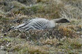 Attēlu rezultāti vaicājumam “Anser brachyrhynchus adult”