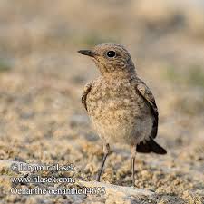 Attēlu rezultāti vaicājumam “Oenanthe oenanthe”