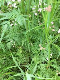 Attēlu rezultāti vaicājumam “Torilis japonica leaf”