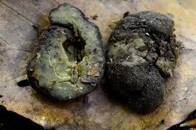 Attēlu rezultāti vaicājumam “Pachyphloeus melanoxanthus”