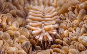 Attēlu rezultāti vaicājumam “Stemonitopsis hyperopta var. landewaldii macro”