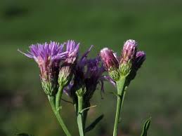 Attēlu rezultāti vaicājumam “Saussurea esthonica flower”