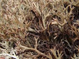 Attēlu rezultāti vaicājumam “Cladonia stygia”