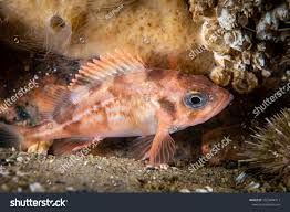 Image result for Sebastes fasciatus