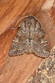 Attēlu rezultāti vaicājumam “Apamea sordens”