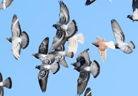 Attēlu rezultāti vaicājumam “Columba livia f. domestica”