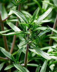 Image result for Bohnenkraut