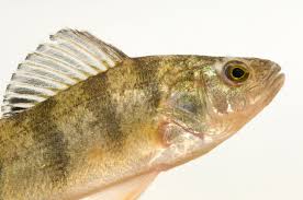 Image result for Perca flavescens