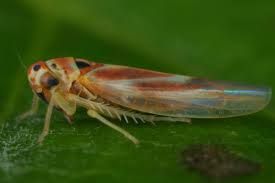 Attēlu rezultāti vaicājumam “Hoplia parvula imago”