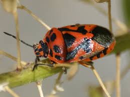 Attēlu rezultāti vaicājumam “Eurydema dominulus imago”