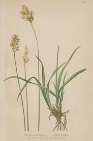 Attēlu rezultāti vaicājumam “Carex leporina”