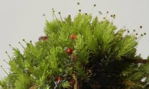 Attēlu rezultāti vaicājumam “Aulacomnium androgynum”