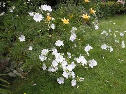 Image result for Malva moschata alba