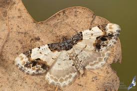 Attēlu rezultāti vaicājumam “Ligdia adustata”