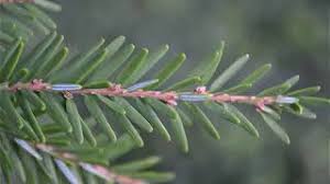 Attēlu rezultāti vaicājumam “Tsuga canadensis”