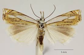 Attēlu rezultāti vaicājumam “Crambus silvella”