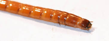 Attēlu rezultāti vaicājumam “Elateridae larva”