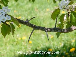 Attēlu rezultāti vaicājumam “Crataegus persimilis fruit”