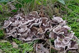 Attēlu rezultāti vaicājumam “Phellodon melaleucus”