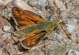 Attēlu rezultāti vaicājumam “Hesperia comma female”