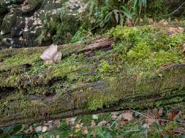 Attēlu rezultāti vaicājumam “Scapania mucronata macro”