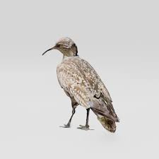 Image result for Numenius borealis