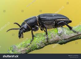 Attēlu rezultāti vaicājumam “Spondylis buprestoides”