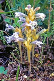 Attēlu rezultāti vaicājumam “Orobanchaceae”