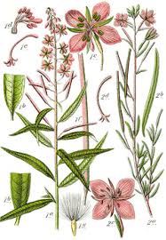 Image result for Epilobium angustifolium