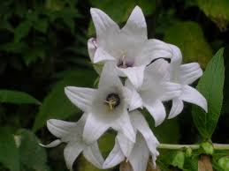 Attēlu rezultāti vaicājumam “Campanula latifolia flower”