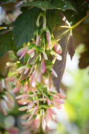 Attēlu rezultāti vaicājumam “Acer pseudoplatanus fo. purpurascens flower”