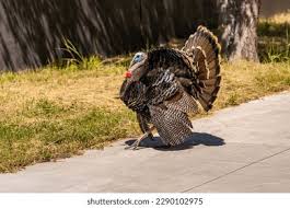 Attēlu rezultāti vaicājumam “Meleagris male”