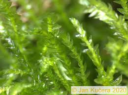 Attēlu rezultāti vaicājumam “Plagiothecium denticulatum”
