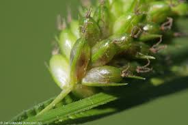 Attēlu rezultāti vaicājumam “Carex pallescens”