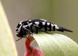 Attēlu rezultāti vaicājumam “Mordellidae”