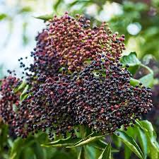 Attēlu rezultāti vaicājumam “Sambucus nigra fruit”