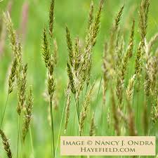 Attēlu rezultāti vaicājumam “Anthoxanthum odoratum flower”