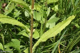 Attēlu rezultāti vaicājumam “Campanula cervicaria flower”