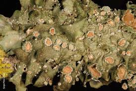 Attēlu rezultāti vaicājumam “Pleurosticta acetabulum”