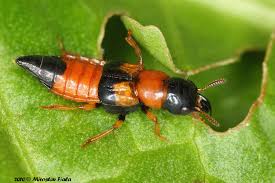 Attēlu rezultāti vaicājumam “Oxyporus”