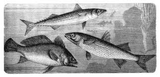 Image result for Sciaena umbra