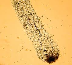 Attēlu rezultāti vaicājumam “Stemonitis axifera stalked”