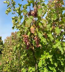 Attēlu rezultāti vaicājumam “Acer tataricum”
