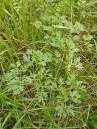 Attēlu rezultāti vaicājumam “Peucedanum oreoselinum flower”