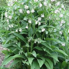 Attēlu rezultāti vaicājumam “Symphytum asperum leaf”