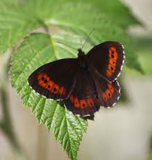 Attēlu rezultāti vaicājumam “Erebia ligea upperside”
