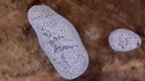 Attēlu rezultāti vaicājumam “Badhamiopsis ainoae macro”